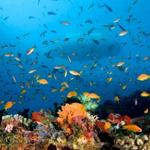 Explore Lifetime Experience In Maldives for 8 days with Capital Lanka Tours and discover unforgettable experiences - Photo 4