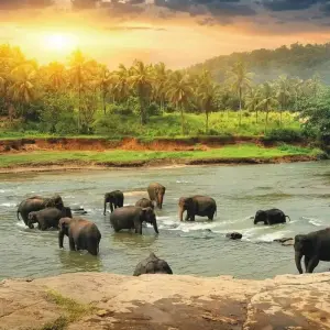Explore Grand Journey From North To South for 18 days with Capital Lanka Tours and discover unforgettable experiences - Photo 3