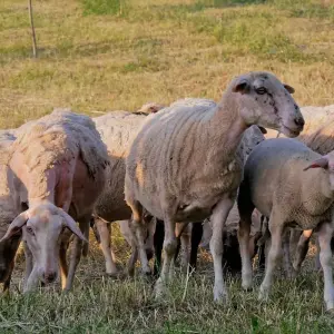 Explore Fully Guided Roundtrip Romania from Airport Bucharest for 8 days with Carpathian Travel Center and discover unforgettable experiences - Photo 2