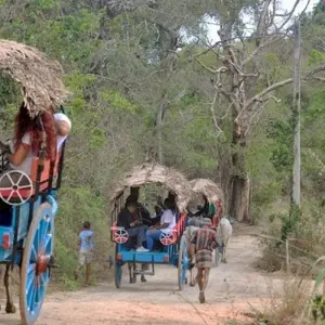 Explore Grand Journey From North To South for 18 days with Capital Lanka Tours and discover unforgettable experiences - Photo 9