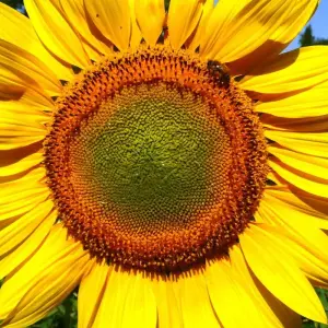 Explore Tuscany Walking & Hiking Tour for 8 days with Caspin Journeys and discover unforgettable experiences - Photo 4