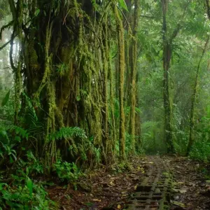Explore Costa Rica at its Best Package for 11 days with Central American Tours and discover unforgettable experiences - Photo 3