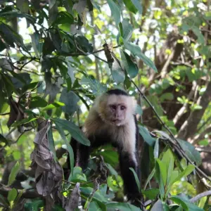 Explore Costa Rica Eco Essential for 9 days with Central American Tours and discover unforgettable experiences - Photo 4