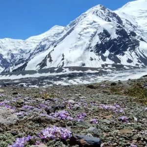 Explore In Tian-Shan and Pamir mountains (15 days) for 15 days with Central Asia Travel LP  and discover unforgettable experiences - Photo 11