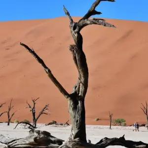 Explore 4 Day Swakopmund & Sossusvlei Accommodated Adventure for 4 days with Chameleon Safaris Namibia and discover unforgettable experiences - Photo 3