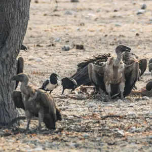 Explore 6 Day Etosha and Skeleton Coast Experience for 6 days with Chameleon Safaris Namibia and discover unforgettable experiences - Photo 2