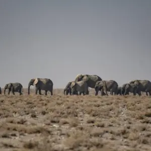 Explore 6 Day Dunes & Wildlife Accommodated Safari for 6 days with Chameleon Safaris Namibia and discover unforgettable experiences - Photo 3