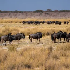 Explore 7 Day Taste Of Namibia Accommodated Safari for 7 days with Chameleon Safaris Namibia and discover unforgettable experiences - Photo 2