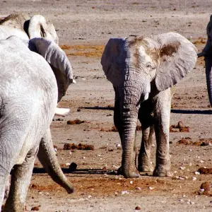 Explore 4 Day Etosha & Swakopmund Accommodated Adventure for 4 days with Chameleon Safaris Namibia and discover unforgettable experiences - Photo 4
