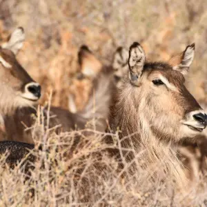 Explore 6 Day Etosha and Skeleton Coast Experience for 6 days with Chameleon Safaris Namibia and discover unforgettable experiences - Photo 3
