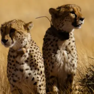 Explore 3 Day Sossusvlei Express Accommodated Safari for 3 days with Chameleon Safaris Namibia and discover unforgettable experiences - Photo 3
