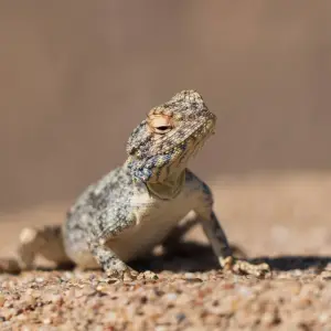 Explore 7 Day Taste Of Namibia Accommodated Safari for 7 days with Chameleon Safaris Namibia and discover unforgettable experiences - Photo 3