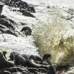 Explore 6 Day Etosha and Skeleton Coast Experience for 6 days with Chameleon Safaris Namibia and discover unforgettable experiences - Photo 4