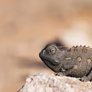 Explore 12 Day Classic Namibia for 12 days with Chameleon Safaris Namibia and discover unforgettable experiences - Photo 3