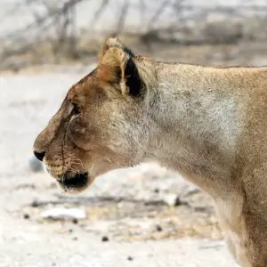 Explore 15 Day Dunes , Wildlife and Surfing adventure for 15 days with Chameleon Safaris Namibia and discover unforgettable experiences - Photo 2