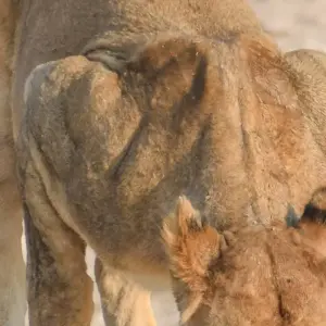 Explore 6 Day Dunes & Wildlife Accommodated Safari for 6 days with Chameleon Safaris Namibia and discover unforgettable experiences - Photo 6