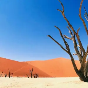 Explore 4 Day Swakopmund & Sossusvlei Accommodated Adventure for 4 days with Chameleon Safaris Namibia and discover unforgettable experiences - Photo 7