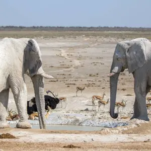 Explore 3 Day Etosha Express Accommodated Safari for 3 days with Chameleon Safaris Namibia and discover unforgettable experiences - Photo 5