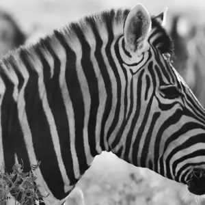 Explore 4 Day Etosha & Swakopmund Accommodated Adventure for 4 days with Chameleon Safaris Namibia and discover unforgettable experiences - Photo 6