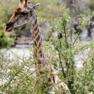 Explore 3 Day Etosha Budget Camping Safari for 3 days with Chameleon Safaris Namibia and discover unforgettable experiences - Photo 3