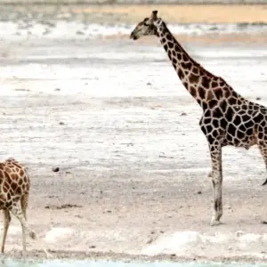 Explore 15 Day Dunes , Wildlife and Surfing adventure for 15 days with Chameleon Safaris Namibia and discover unforgettable experiences - Photo 3