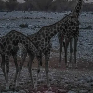 Explore 6 Day Dunes & Wildlife Accommodated Safari for 6 days with Chameleon Safaris Namibia and discover unforgettable experiences - Photo 7