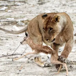 Explore 6 Day Etosha and Skeleton Coast Experience for 6 days with Chameleon Safaris Namibia and discover unforgettable experiences - Photo 6