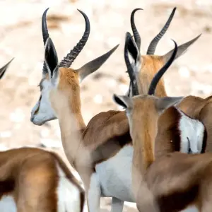 Explore 4 Day Etosha & Swakopmund Accommodated Adventure for 4 days with Chameleon Safaris Namibia and discover unforgettable experiences - Photo 7