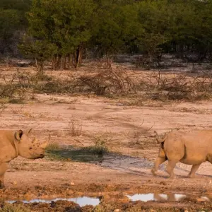Explore 7 Day Namibian Highlights Accommodated Safari for 7 days with Chameleon Safaris Namibia and discover unforgettable experiences - Photo 8