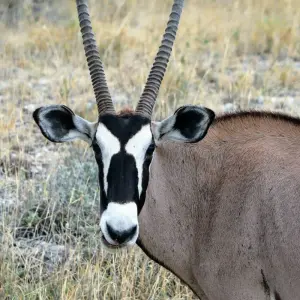 Explore 3 Day Etosha Budget Camping Safari for 3 days with Chameleon Safaris Namibia and discover unforgettable experiences - Photo 4