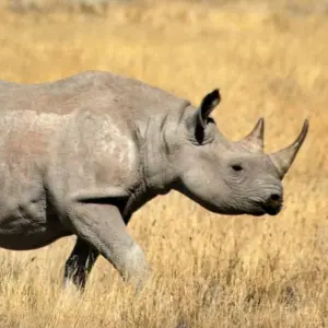 Explore 15 Day Dunes , Wildlife and Surfing adventure for 15 days with Chameleon Safaris Namibia and discover unforgettable experiences - Photo 4