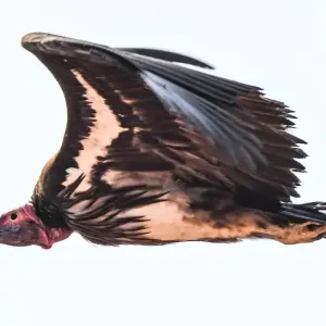 Explore 6 Day Dunes & Wildlife Accommodated Safari for 6 days with Chameleon Safaris Namibia and discover unforgettable experiences - Photo 8