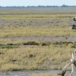 Explore 6 Day Etosha and Skeleton Coast Experience for 6 days with Chameleon Safaris Namibia and discover unforgettable experiences - Photo 7