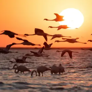 Explore 4 Day Swakopmund & Sossusvlei Accommodated Adventure for 4 days with Chameleon Safaris Namibia and discover unforgettable experiences - Photo 9