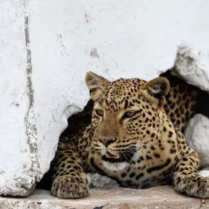 Explore 4 Day Etosha & Swakopmund Accommodated Adventure for 4 days with Chameleon Safaris Namibia and discover unforgettable experiences - Photo 8