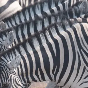 Explore 7 Day Taste Of Namibia Accommodated Safari for 7 days with Chameleon Safaris Namibia and discover unforgettable experiences - Photo 7