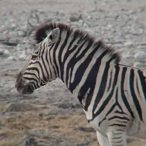 Explore 3 Day Etosha Budget Camping Safari for 3 days with Chameleon Safaris Namibia and discover unforgettable experiences - Photo 5