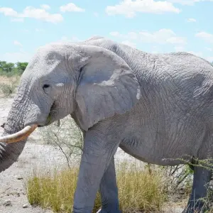 Explore 15 Day Dunes , Wildlife and Surfing adventure for 15 days with Chameleon Safaris Namibia and discover unforgettable experiences - Photo 5