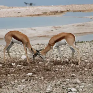 Explore 6 Day Dunes & Wildlife Accommodated Safari for 6 days with Chameleon Safaris Namibia and discover unforgettable experiences - Photo 9
