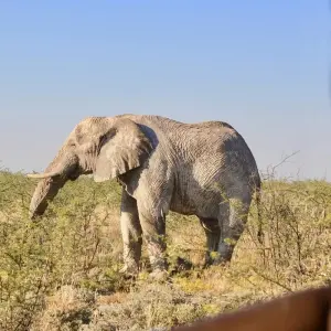 Explore 7 Day Northern Namibia & Skeleton Coast Camping Safari for 7 days with Chameleon Safaris Namibia and discover unforgettable experiences - Photo 6