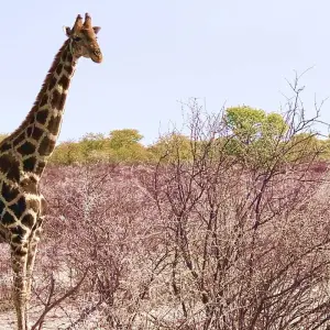 Explore 7 Day Namibian Highlights Accommodated Safari for 7 days with Chameleon Safaris Namibia and discover unforgettable experiences - Photo 10