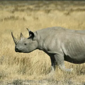 Explore 3 Day Etosha Budget Camping Safari for 3 days with Chameleon Safaris Namibia and discover unforgettable experiences - Photo 6
