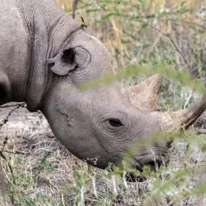 Explore 7 Day Taste Of Namibia Accommodated Safari for 7 days with Chameleon Safaris Namibia and discover unforgettable experiences - Photo 8