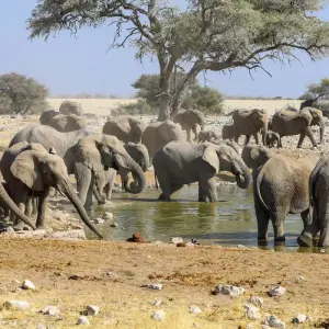 Explore 15 Day Dunes , Wildlife and Surfing adventure for 15 days with Chameleon Safaris Namibia and discover unforgettable experiences - Photo 6