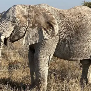 Explore 3 Day Etosha Budget Camping Safari for 3 days with Chameleon Safaris Namibia and discover unforgettable experiences - Photo 7