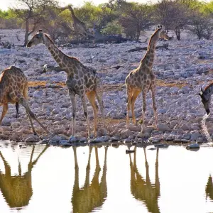 Explore 4 Day Etosha & Swakopmund Accommodated Adventure for 4 days with Chameleon Safaris Namibia and discover unforgettable experiences - Photo 10