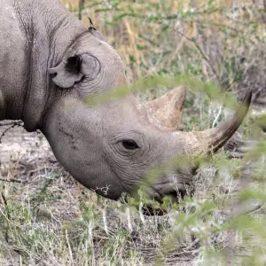 Explore 6 Day Sand, Sea & Etosha Budget Camping Safari for 6 days with Chameleon Safaris Namibia and discover unforgettable experiences - Photo 7