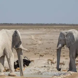 Explore 7 Day Taste Of Namibia Accommodated Safari for 7 days with Chameleon Safaris Namibia and discover unforgettable experiences - Photo 9