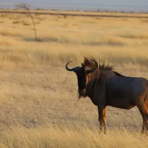 Explore 15 Day Dunes , Wildlife and Surfing adventure for 15 days with Chameleon Safaris Namibia and discover unforgettable experiences - Photo 7