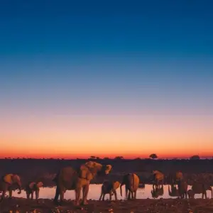 Explore 16 Day Etosha, Himba, Cape Cross and Surfing Adventure for 16 days with Chameleon Safaris Namibia and discover unforgettable experiences - Photo 4